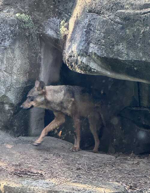 Zoo de vincennes  - divers - 