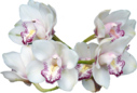 PNG-virágok