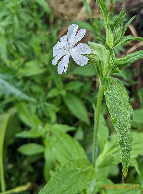 Nos fleurs du jardin - 3