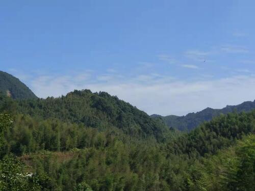 Visite d'une forêt de Bambous à Xiatou (Dongxing)