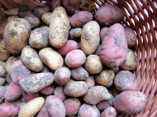 pommes de terre 2012