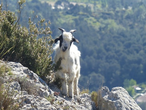 Le mont Julien