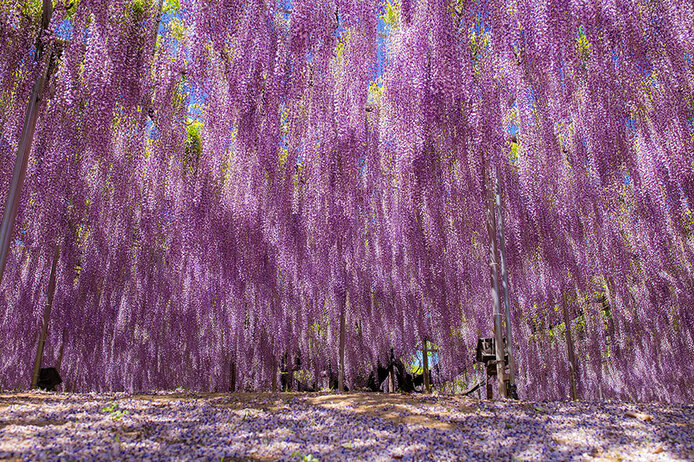 oldest-wisteria-tree-ashikaga-japan-11