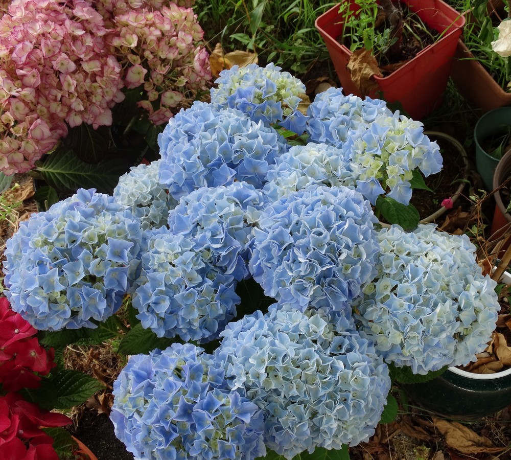 Variétés d'hortensias...