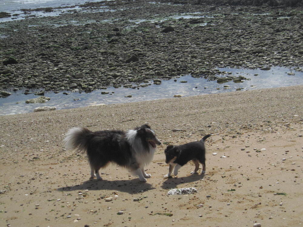 Une belle vie de chien !