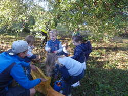 Cueillette de pommes
