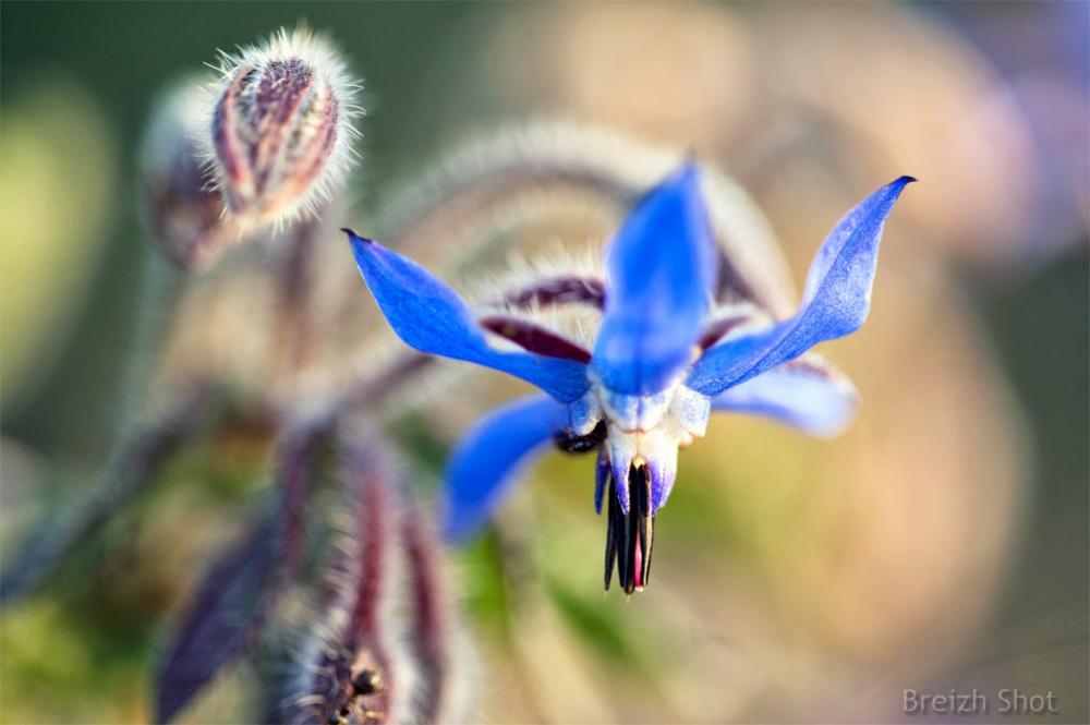 bourrache,fleur,abeille