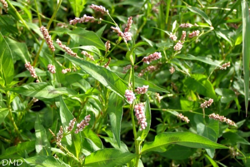 Polygonum persicaria - Persicaria maculosa   -   renouée persicaire