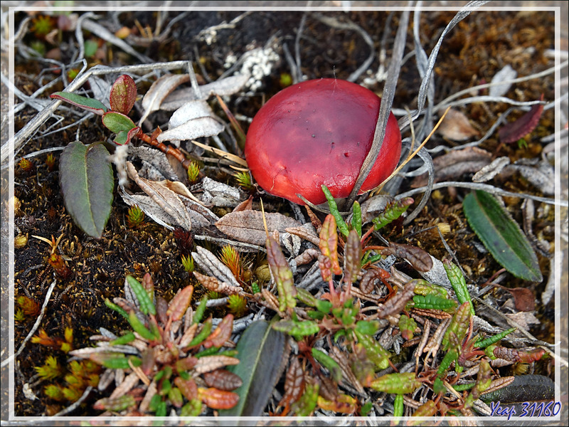 Pas de quoi faire une poêlée avec ce champignon rouge (Russule ?) - Fjord Bowdoin - Région de Qaanaaq - Groenland