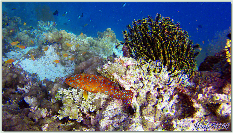 Mérou rouge, Vieille de corail ou étoilée (Cephalopholis miniata) et Comatule de Schlegel jaune et noire (Comaster schlegelii) - Dega Thila - Atoll d'Ari - Maldives