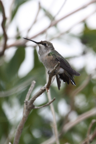 Les oiseaux du bord de l'étang