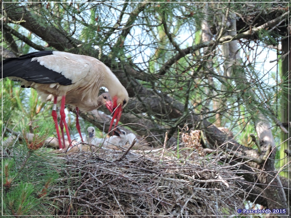 Retour à la Réserve ornitho du Teich - Mai 2015 - 8/9