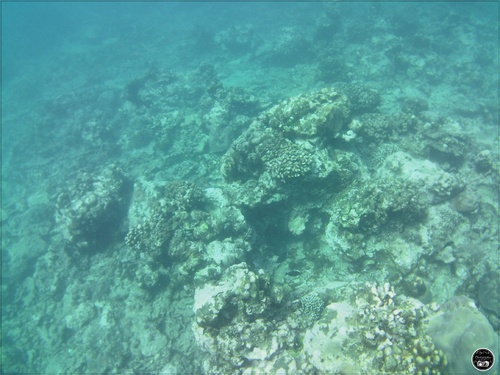 La plongée à l'île Maurice