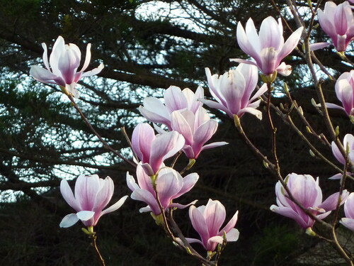 Mon jardin en février.