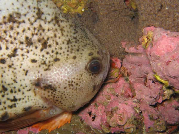 Lompe en Antarctique