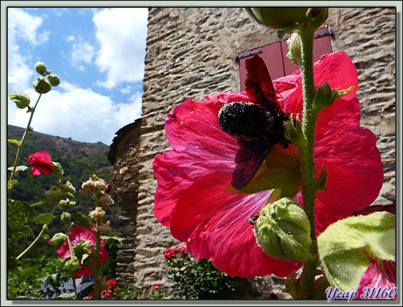 L'abeille charpentière et la passerose - Evol (un des plus beaux villages de France) - Olette - 66  (Faune)