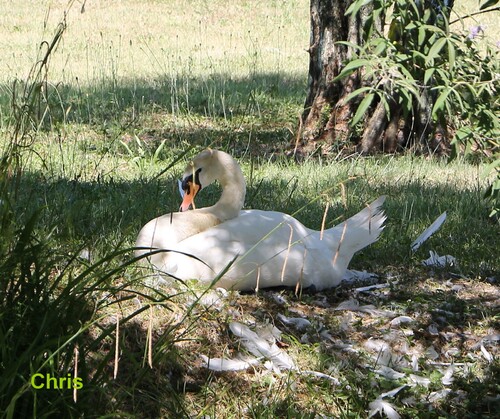 Faites-moi "cygne" !