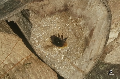 Petite abeille solitaire : l'Osmie en train de préparer son nid