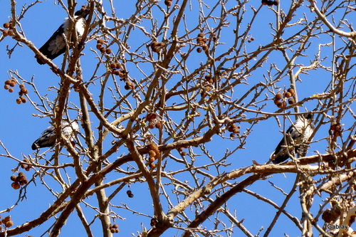 Des oiseaux sur les branches !