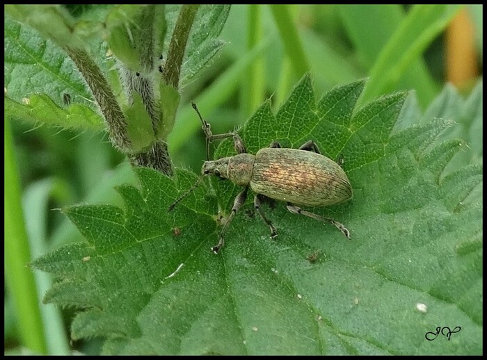 phyllobius pomaceus.