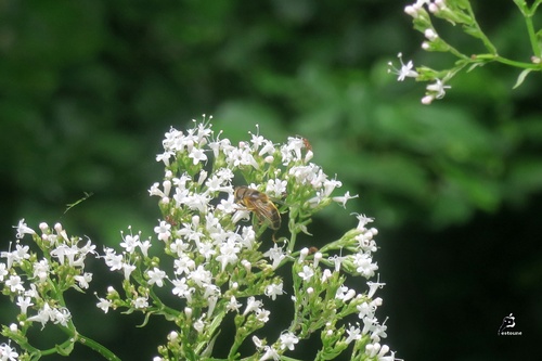 Du monde sur la Valériane officinale 