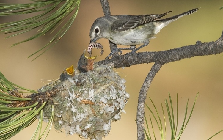 Images du monde : Regard sur les oiseaux