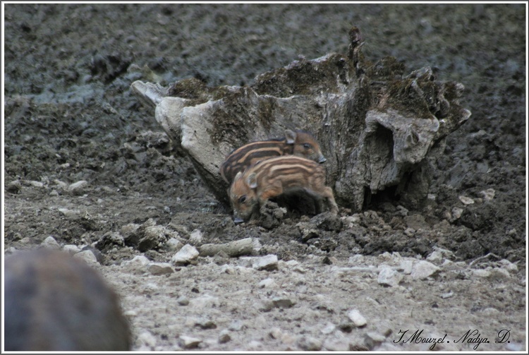 Parc animalier La Bannie (52)