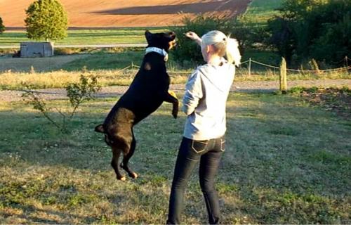 Le rappel du chiot et du chien