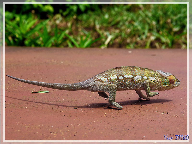 Attention, traversée de caméléon ! - Nosy Be - Madagascar