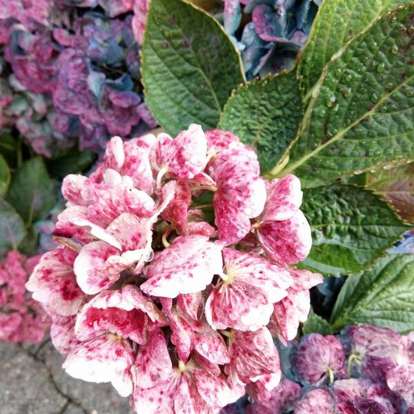 Les hortensias du bleus aux roses