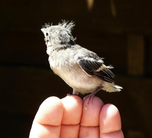 OISEAUX DU JARDIN 2008-2012