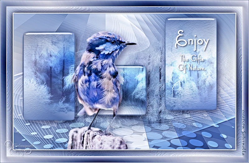 *** Blue Bird  ***