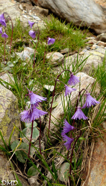 Soldanella alpina  -  soldanelle des Alpes