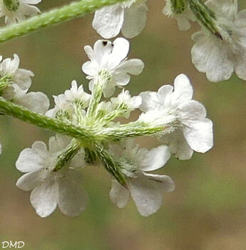 Torilis arvensis  -  torilis des champs