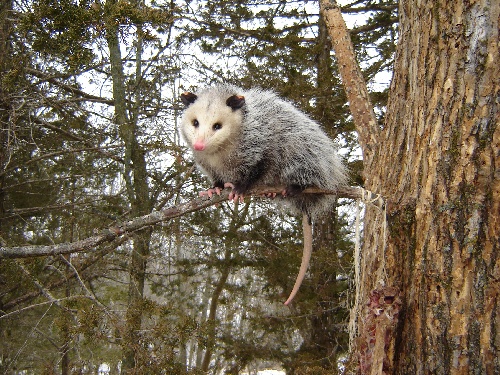 Opossum.