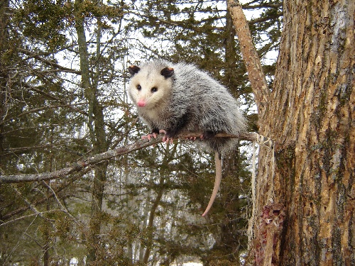 quel est animal qui ne fait pas le gros dos