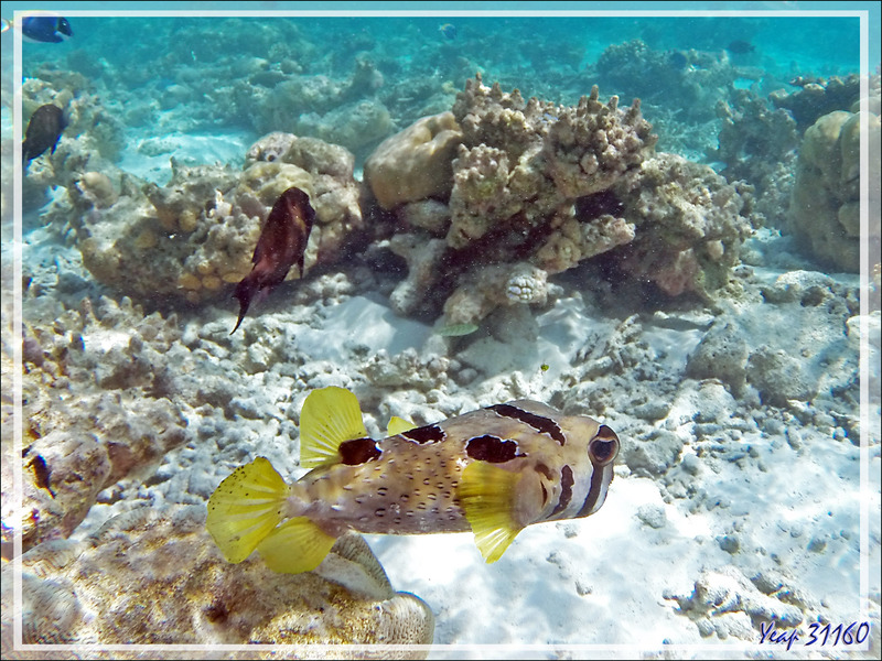 Snorkeling : Poisson porc-épic à taches auréolées ou Diodon à taches auréolées, Black-blotched porcupinefish (Diodon liturosus) - Moofushi - Atoll d'Ari - Maldives