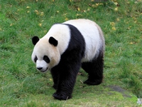 Panda (Pairi Daiza) 2015