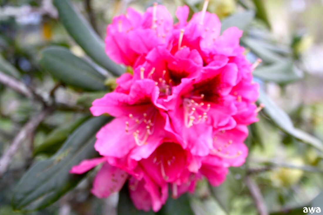 La renaissance du  Rhododendron !!!