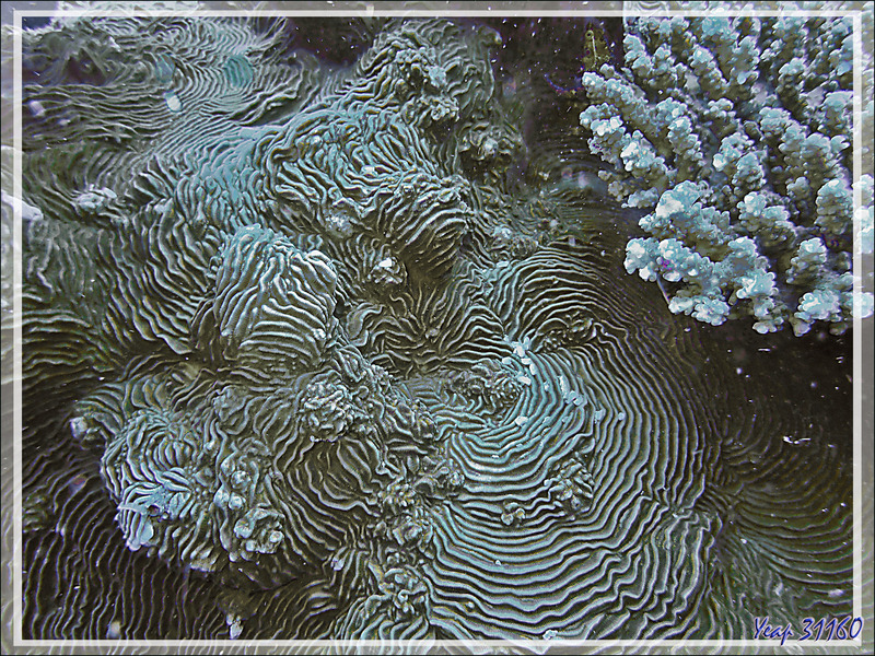 Superbe drapé d'un corail encroûtant : Pachyséris lamellaire, Castle coral (Pachyseris speciosa) - Spot Antsoha (Rocher 4ème Frère) - Tsarabanjina - Mitsio - Madagascar