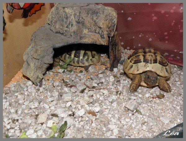 Tortues 2 ans