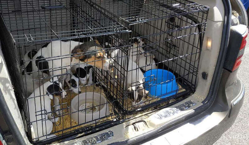 Haut-Rhin: les douanes découvrent une chienne et 15 chiots en état de détresse dans le coffre d'une voiture