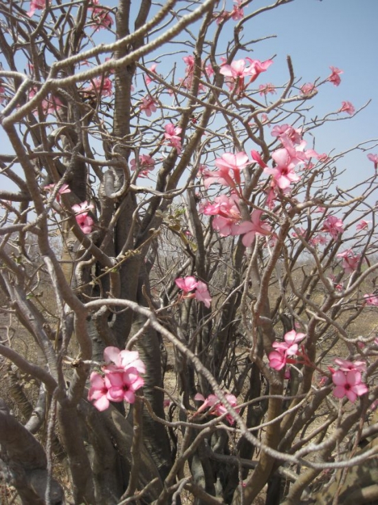 Mali Baobab chacal en fleurs