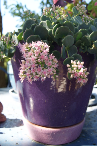 sedum sieboldii