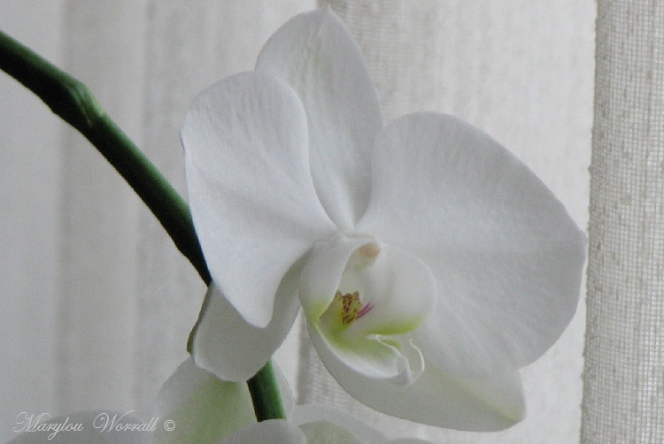 Mon orchidée blanche