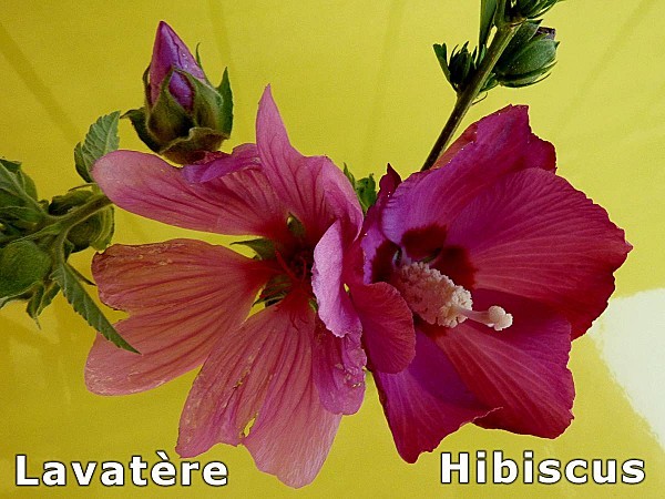 Fleurs-Hibiscus-Lavatere.jpg