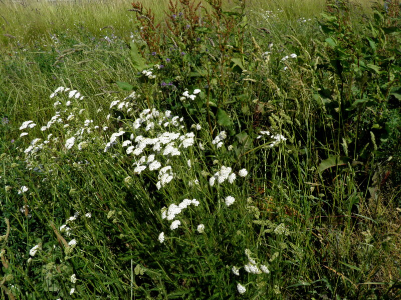 Beewell dans les champs