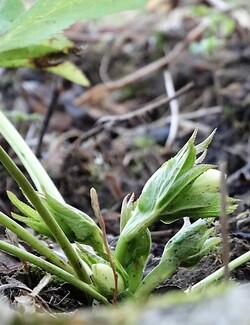 Février au jardin