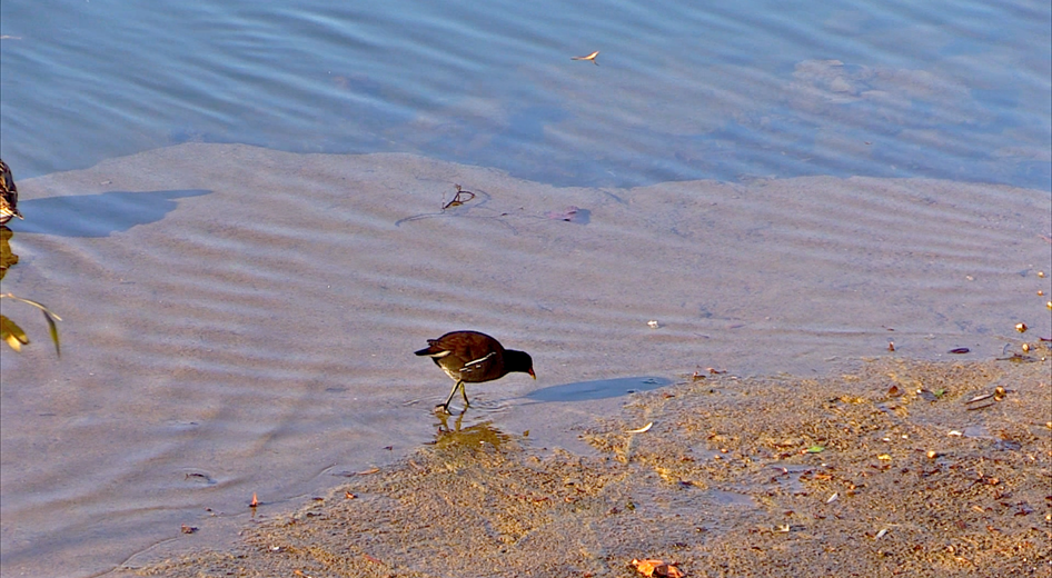 Portraits d'oiseau (6): la poule d'eau