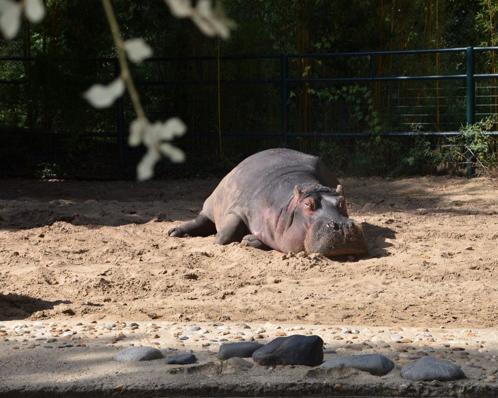 Les hippopotames au Zoo de La Palmyre - août 2023...